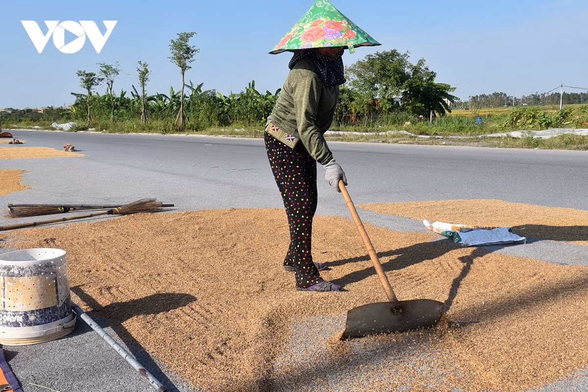 Dù được phơi nắng nhưng những hạt thóc vẫn thâm úa.