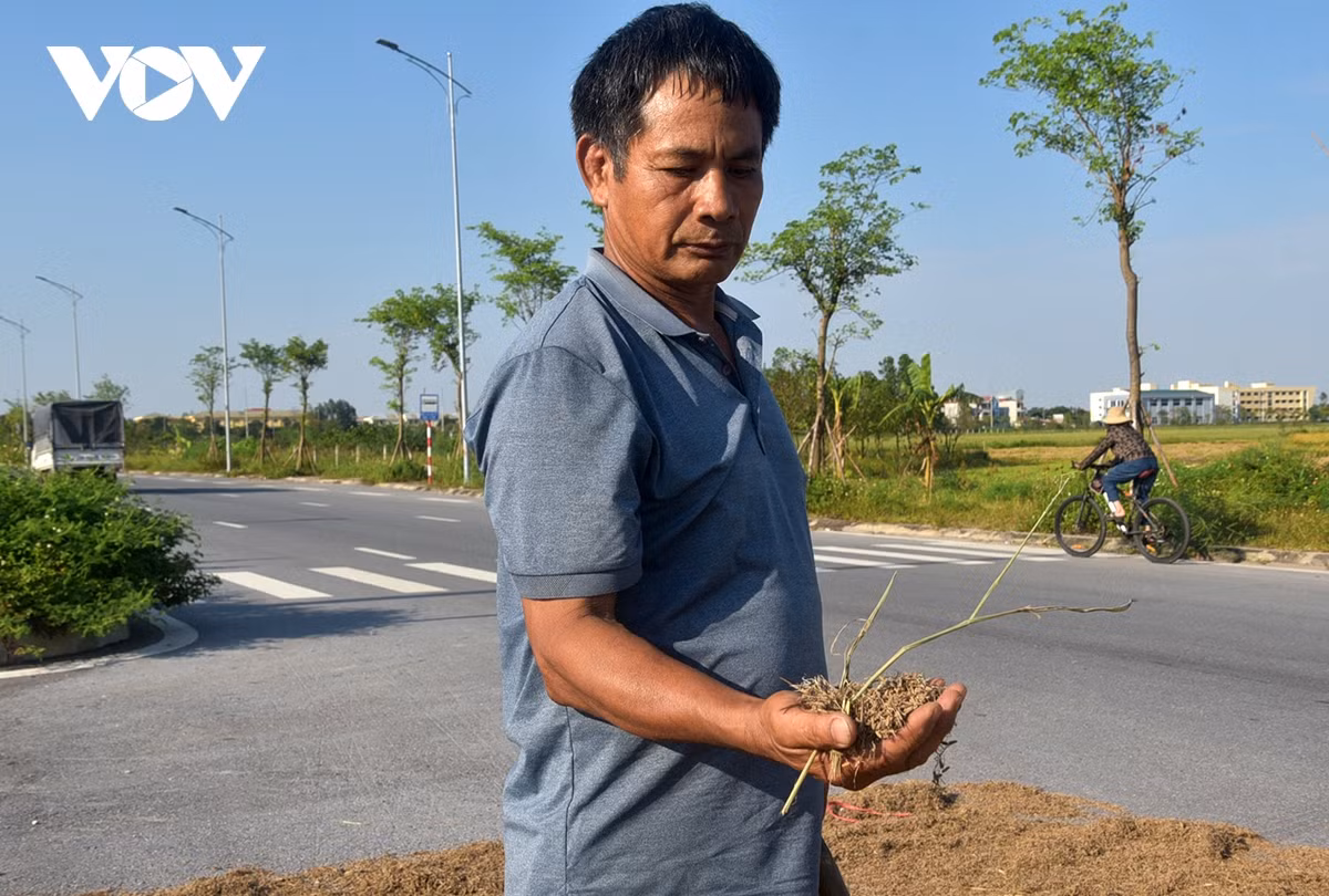 Ông Bùi Văn Tiêu cầm trên tay nắm thóc ngâm nước thối mọc mầm.