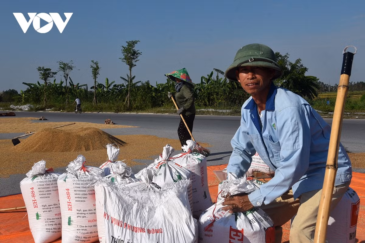 Chỉ một số ít ruộng cao có thể cho thu hoạch nhưng chất lượng cũng không được như các vụ trước.