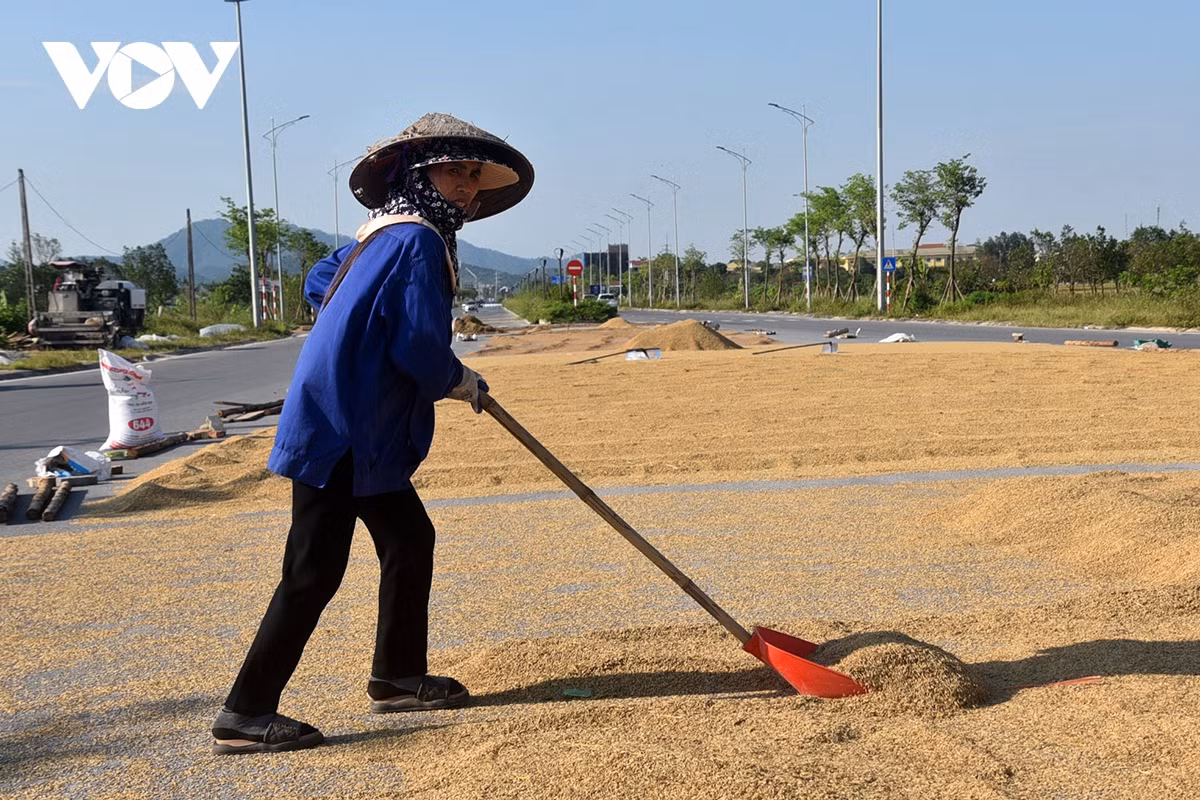 Gia đình chị Phan Thị Thơm ở thôn Song Mai Đoài, xã Mai Đình, huyện Sóc Sơn, Hà Nội cho biết, gia đình làm ruộng nhiều nhất huyện gieo trồng 20 mẫu lúa nhưng mất gần trắng gần hết chỉ thu được ở những ruộng cao còn lại ngập thối nát hết. "Năm nay nhà ăn không ngon ngủ không yên, mất hơn 100 triệu tiền phân, thuê cấy mỗi sào 100.000 đồng giờ được vài hạt thóc chẳng ra gì"- chị Thơm nói.