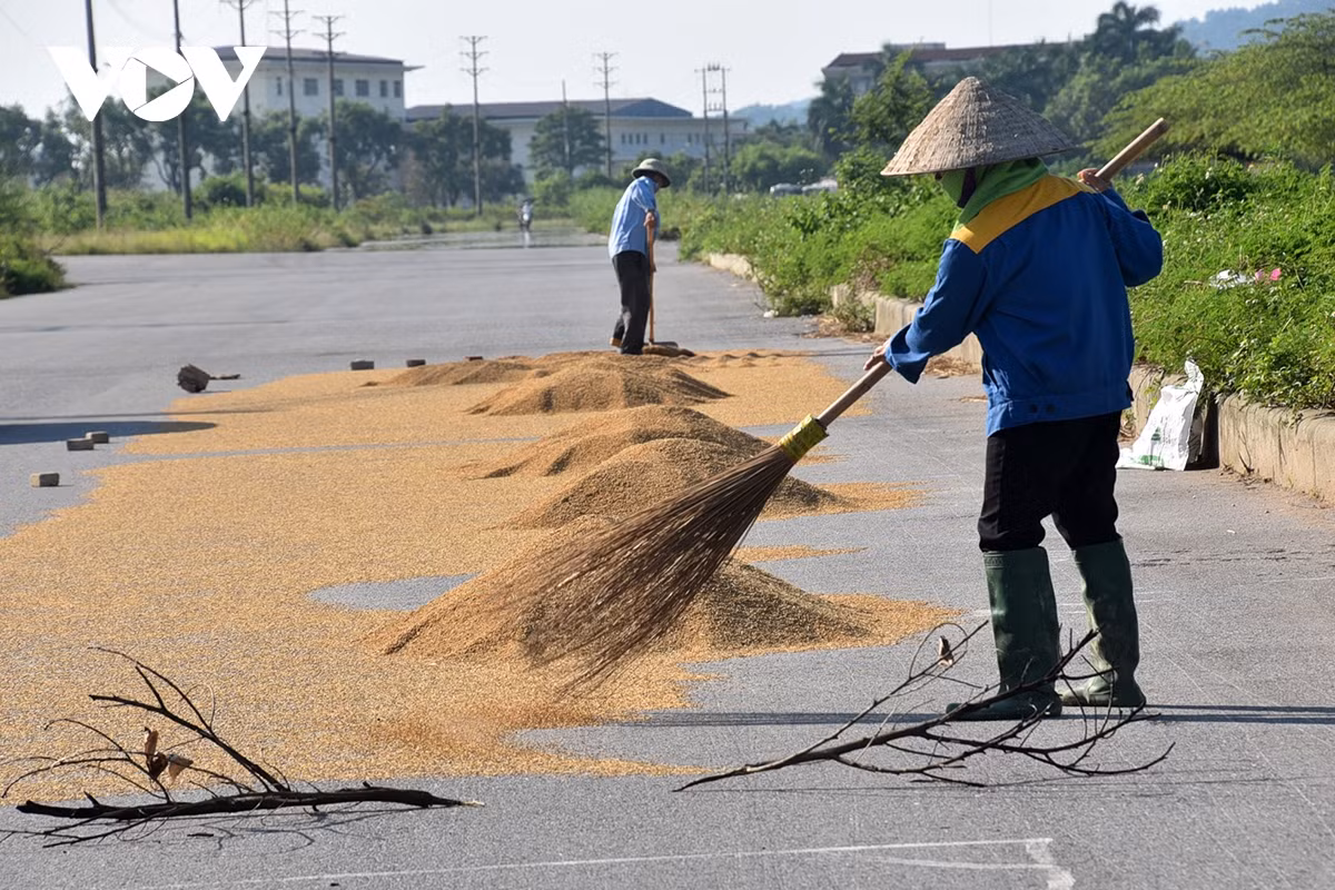 Ba địa phương bị thiệt hại lớn nhất trên địa bàn TP Hà Nội về diện tích lúa bị ngập, đổ: huyện Chương Mỹ là 3.616 ha, Sóc Sơn gần 8.000 ha, Ba Vì gần 1.800 ha.