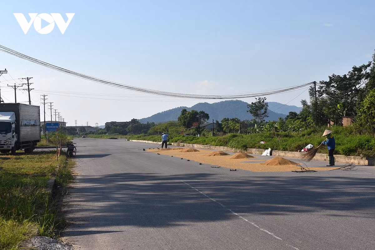 Theo thống kê của UBND TP Hà Nội do ảnh hưởng của bão số 3 (Yagi), tính đến nay, trên địa bàn thành phố có hơn 57.300 ha gieo trồng lúa và hoa màu bị hỏng, thiệt hại khoảng 1.445 tỷ đồng. Trong đó, hơn 38.700 ha lúa bị ảnh hưởng, gồm 15.200 ha bị ngập sâu, gần 23.500 ha bị đổ. Ước tính riêng thiệt hại về sản lượng hơn 111.000 tấn lúa khoảng 594 tỷ đồng.