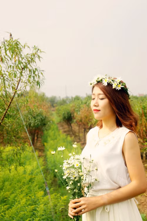 Cúc họa mi. Vào những ngày đầu đông, trên mỗi con phố Hà Nội, đâu đâu ta cũng có thể bắt gặp những gánh hàng hoa chở đầy những bó cúc họa mi.