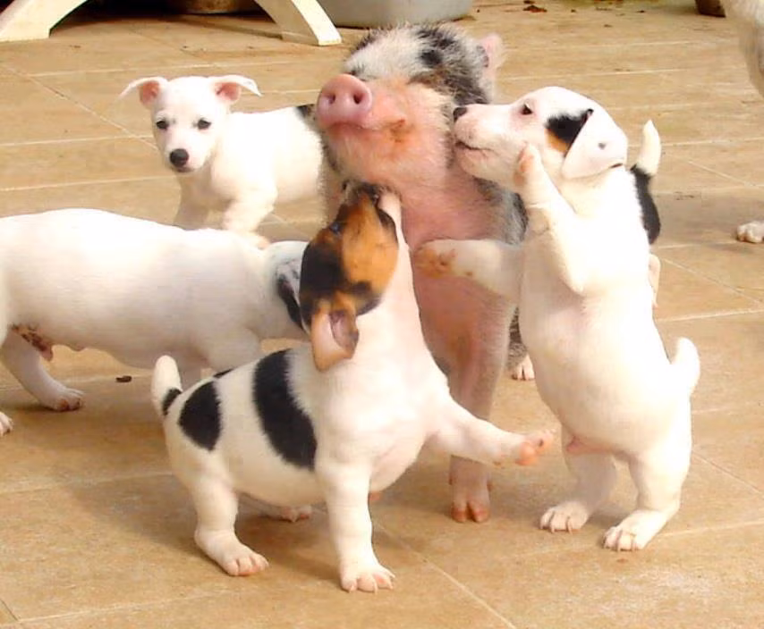 Không biết anh lợn làm gì mà thơm vậy?