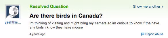 Ở Canada có chim?