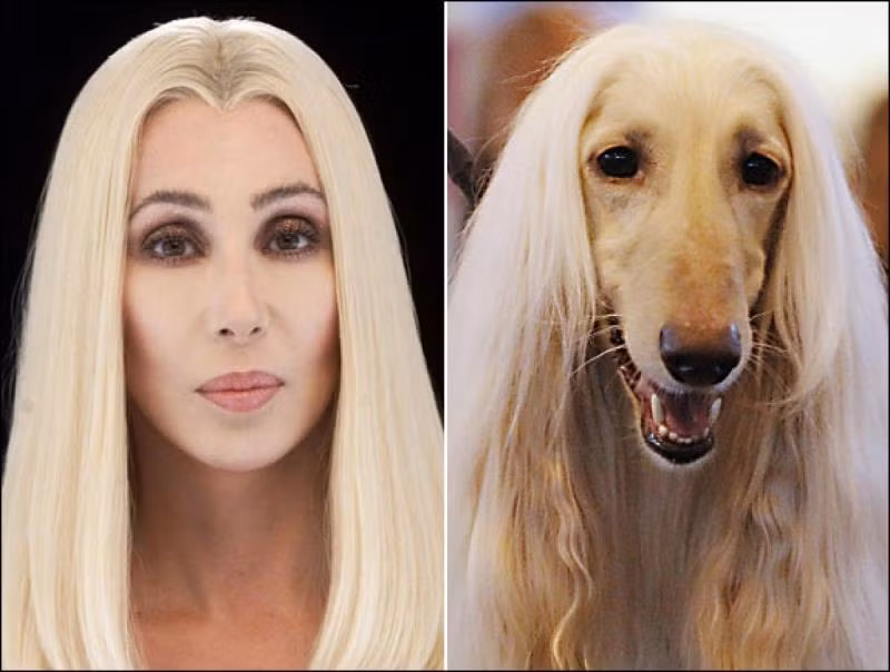 Người đẹp Cher lại có mái tóc mượt mà y như loài chó Afghan Hound.