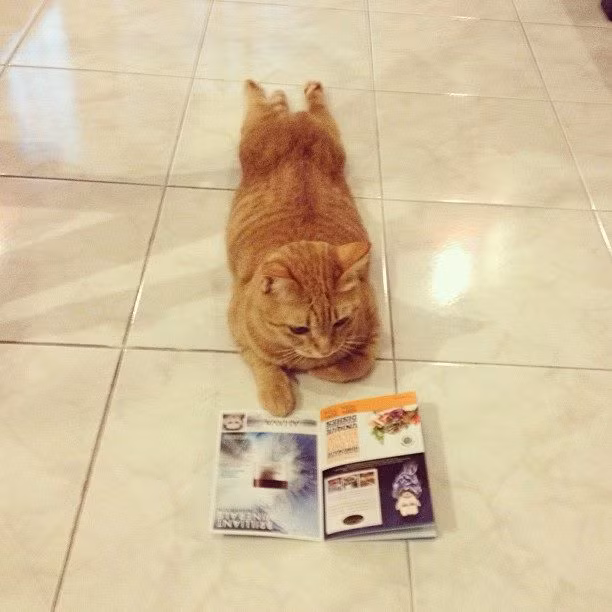 Ngày Chủ nhật của em.