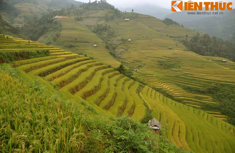 Mỗi nơi lại có vẻ đẹp riêng, một điểm cuốn hút khác nhau, đan xen giữa màu vàng chủ đạo là những thửa ruộng chín muộn xanh mơn mởn hòa quyện với nhau tạo nên cảnh sắc sinh động.