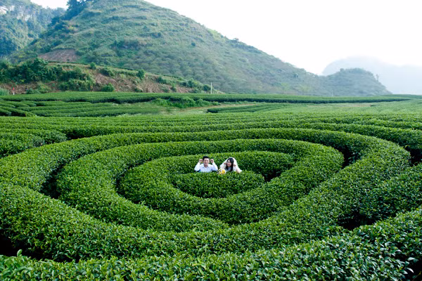 Nhắc đến Mộc Châu, người ta nghĩ ngay đến bạt ngàn đồi chè, rừng hoa mận, hoa mơ trắng muốt hay những thung lũng bình yên ẩn mình dưới chân núi. Ảnh: maichautourism.