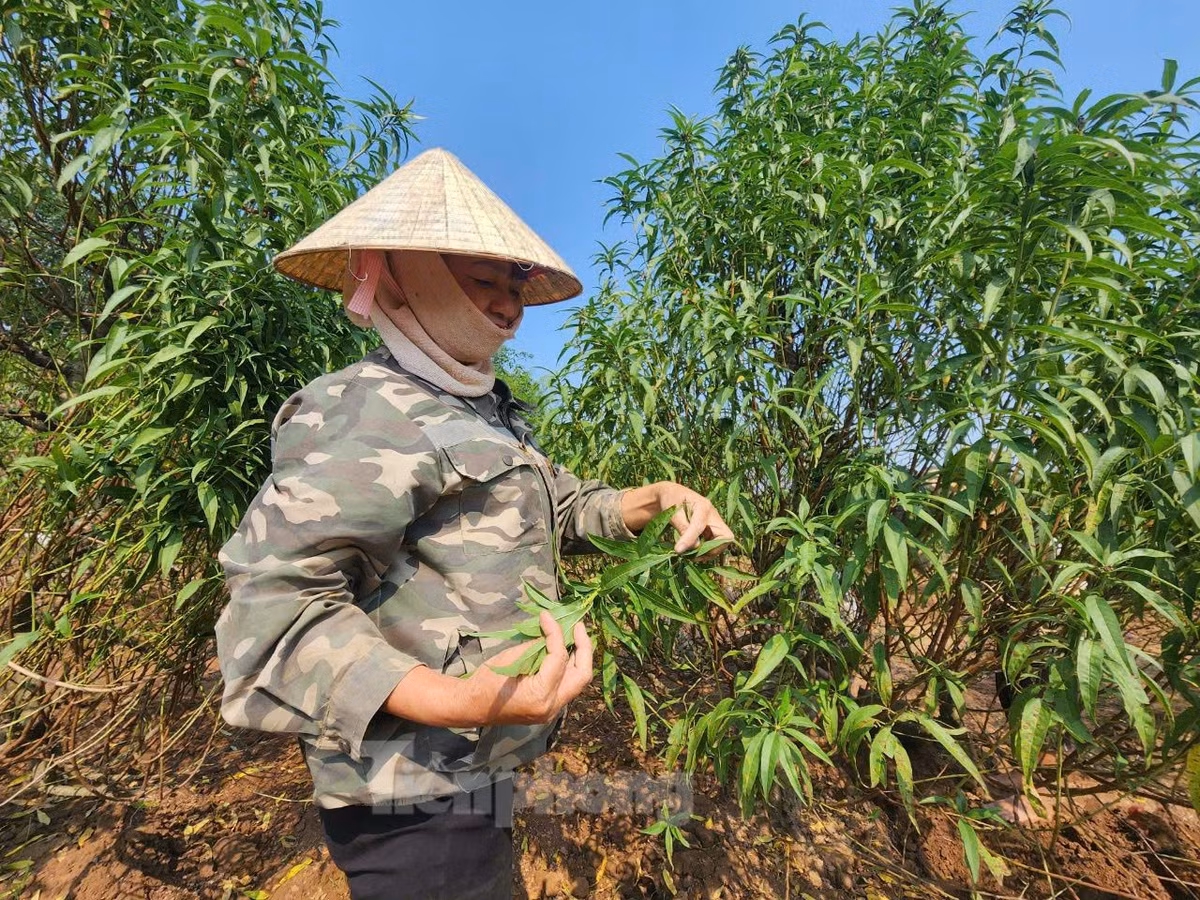 Hiện tại, chị Mùi đang chuẩn bị tuốt lá đào nhằm giúp cây nở hoa đúng dịp Tết Nguyên đán