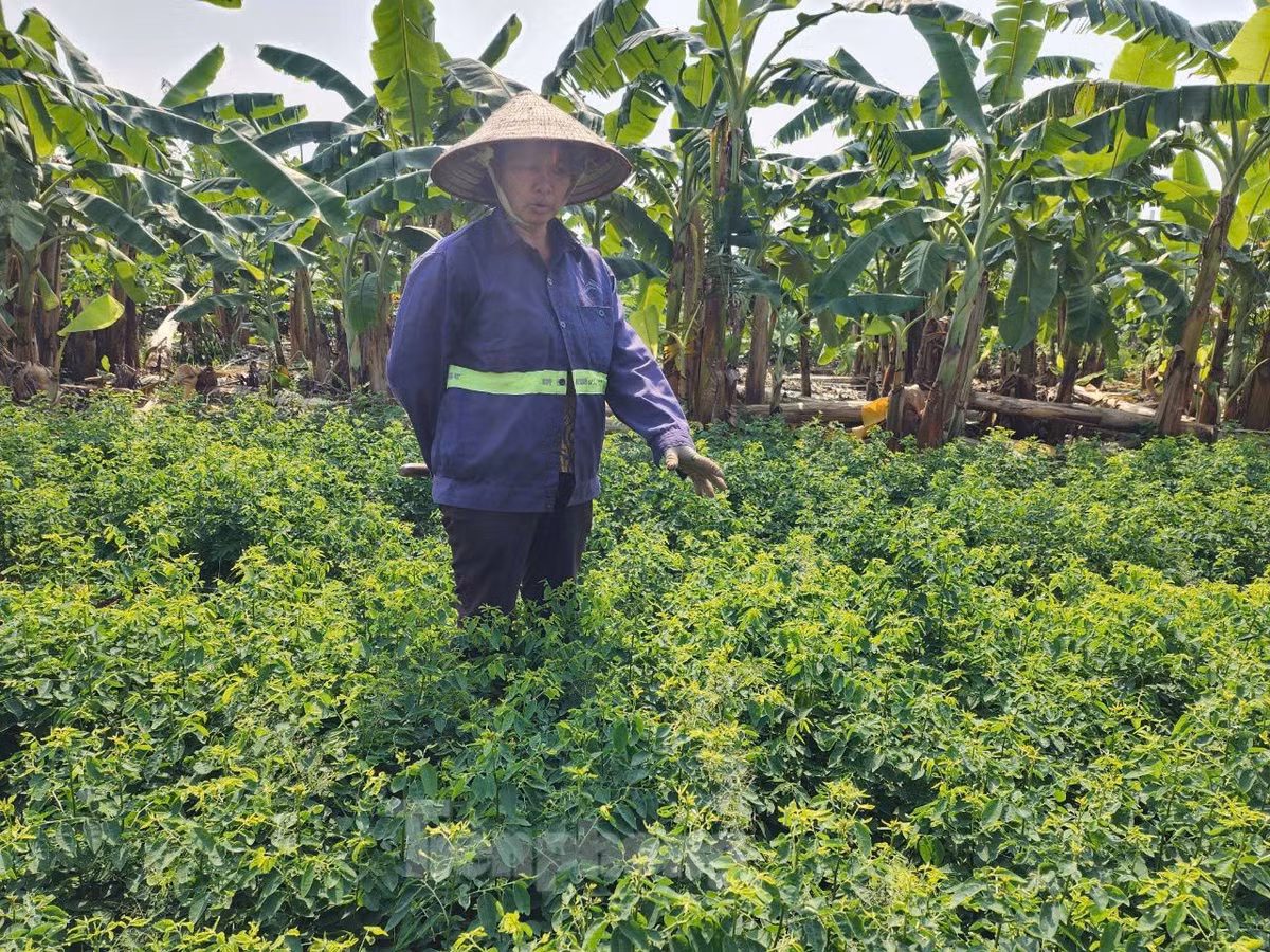 Cùng với đó, diện tích rau màu vốn bị mất do nước lũ dâng cao đã được người dân khôi phục sản xuất. Bà Nguyễn Thị Viên (xã Hồng Thái) cho biết, do ảnh hưởng của mưa bão, nước sông Hồng dâng cao. Ruộng rau khoảng 800m2 của bà nước lên ngang ngực, tưởng như mất trắng. Tuy nhiên, sau khi nước rút bà nhanh chóng ổn định sản xuất. Đến nay, ruộng rau đã khôi phục. Bà vừa cắt được 1 tạ rau với giá bán 18.000 đồng/kg.
