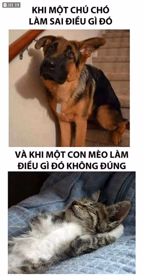 Sự khác nhau giữa chó và mèo khi làm điều gì sai.