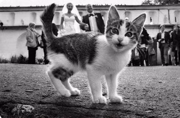 Meow meow... Hôm nay là ngày cưới của cô chủ, em cũng vui quá đi!