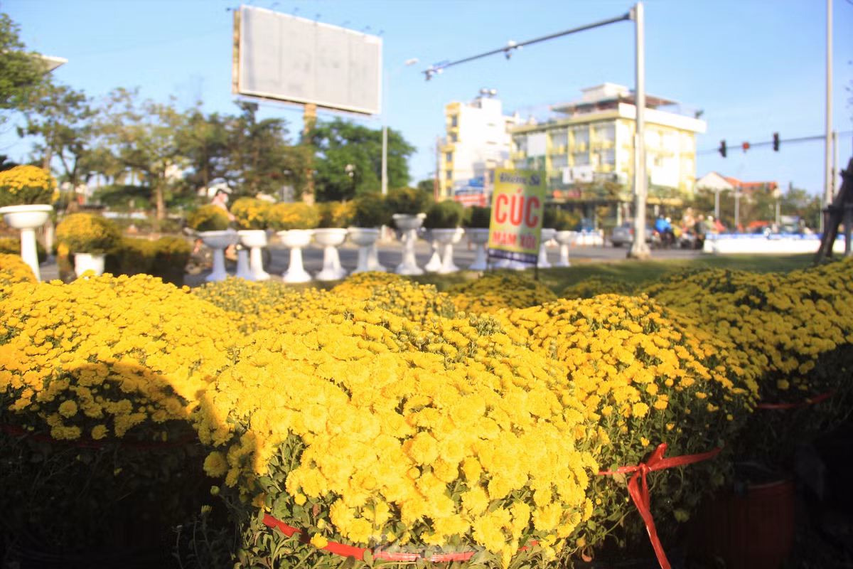 Cuc no qua som, chu vuon khoc rong ban thao truoc-Hinh-4