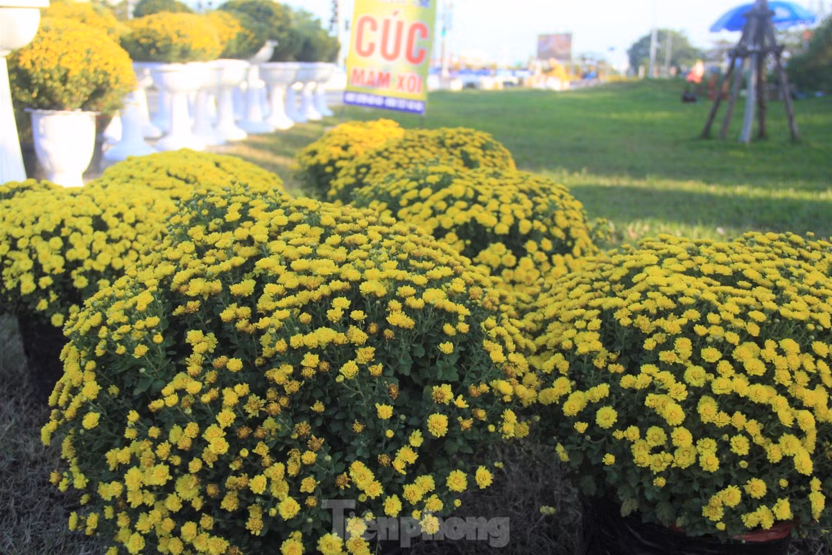 Cuc no qua som, chu vuon khoc rong ban thao truoc-Hinh-5