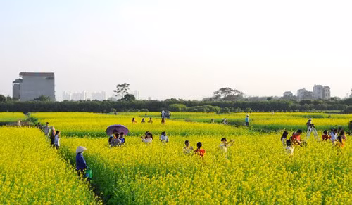 Hoa cải vàng. Mùa hoa cải vàng Hà Nội nở rộ trong chưa đầy một tháng vào thời khắc giao mùa lạnh se cuối năm, nên các bạn trẻ rủ nhau tranh thủ chụp ảnh đúng lúc vườn cải rực rỡ nhất.