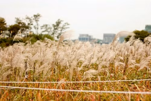 Cỏ lau Eoksae nương mình vào thiên nhiên, thuận theo mọi điều kiện môi trường. Đến đây, du khách có thể chiêm ngưỡng cả một quần thể cỏ lau Eoksae ngay giữa lòng thành phố, đắm mình vào thiên nhiên.