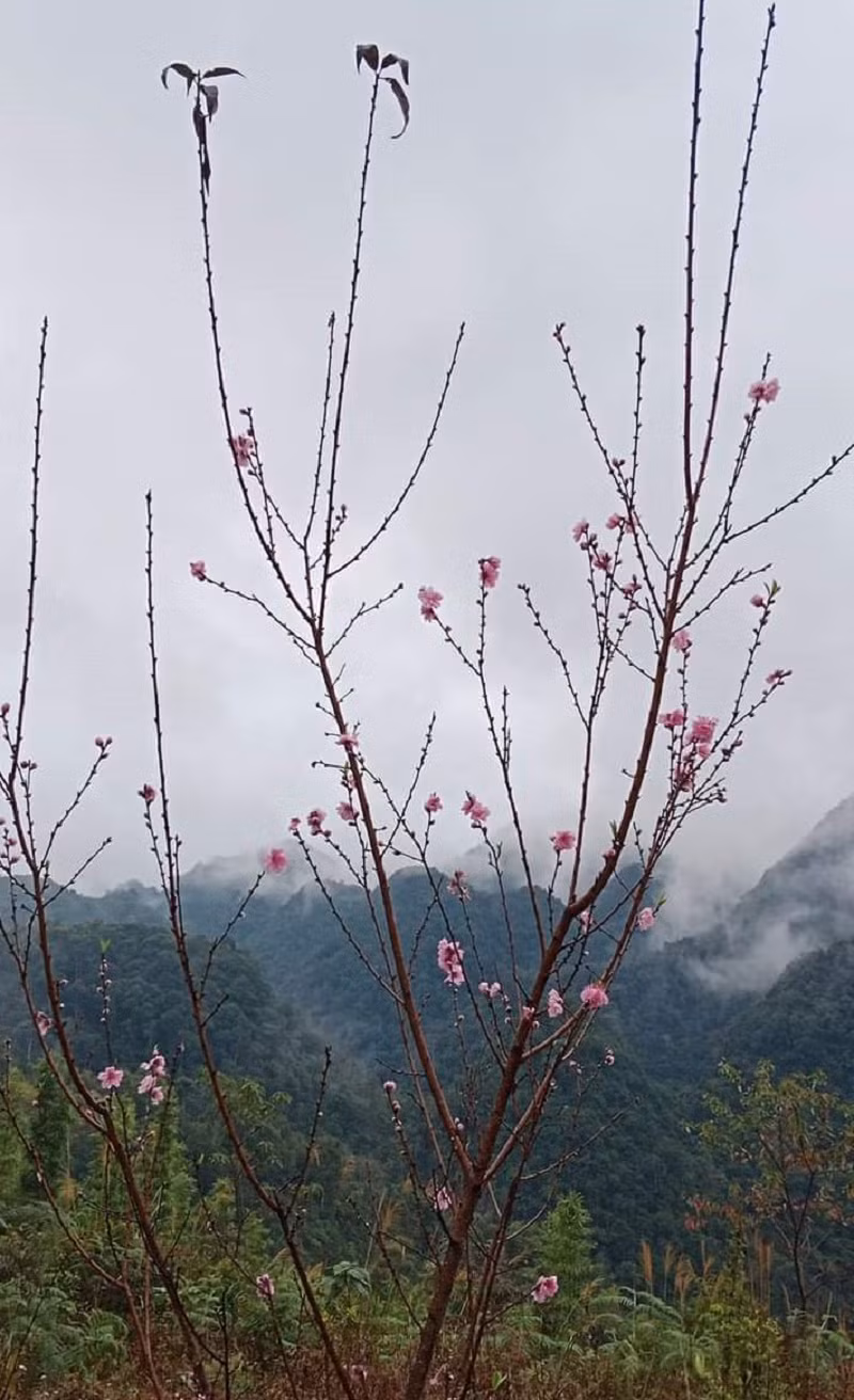 Ngam vuon dao rung khung o ban lang Thanh Hoa-Hinh-5
