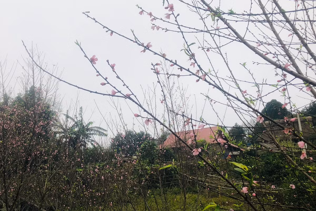 Ngam vuon dao rung khung o ban lang Thanh Hoa