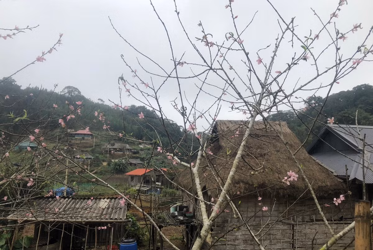 Ngam vuon dao rung khung o ban lang Thanh Hoa-Hinh-7