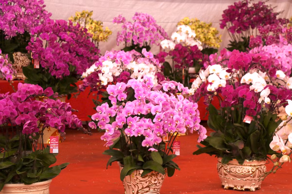 Tại cửa hàng bày bán những chậu hoa có giá từ vài triệu đến vài chục triệu. Với những chậu hoa lớn hơn khoảng 100 triệu đồng trở lên có khách đặt thì cửa hàng mới làm.