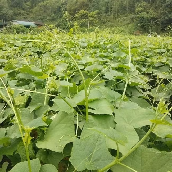 Ngon su su gia qua re ban khong ai mua, nguoi nong dan xot xa