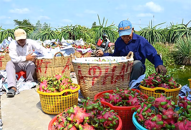 Lao nong ban chuc ty tien luon, 26 tan chom chom-Hinh-2