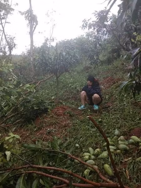 Xoai Son La rung trang vuon chi 1.000 dong/kg, cho khong ai lay-Hinh-2