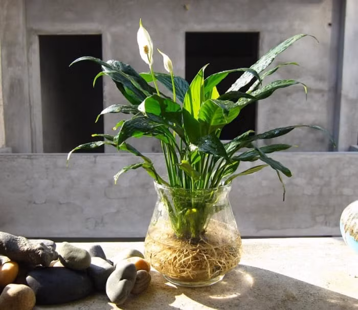 Chọn cây trồng phù hợp với người mệnh Thủy giúp đổi vận phát tài Chon cay trong phu hop voi nguoi menh Thuy giup doi van phat tai