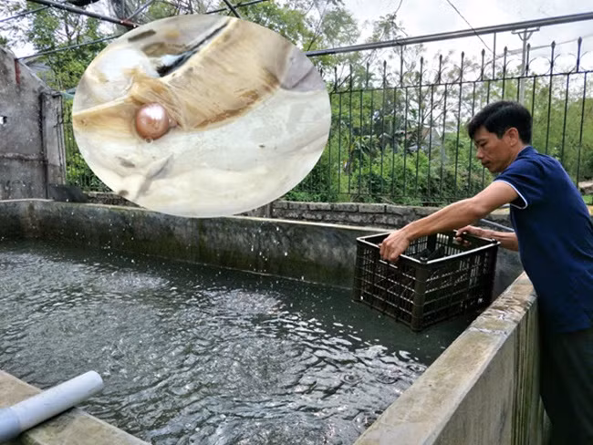 Nhả thứ bé tẹo mà bán 'hốt bạc', nhiều người 'ôm' tiền tỷ - Hình 3 Nha thu be teo ma ban 'hot bac', nhieu nguoi 'om' tien ty-Hinh-3
