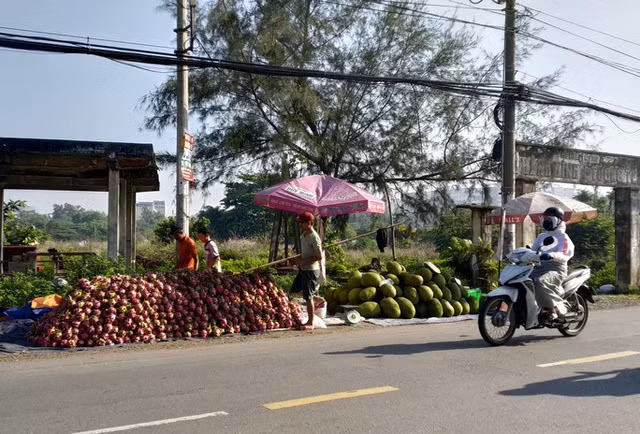 Thanh long gia re, do dong ban day duong-Hinh-2