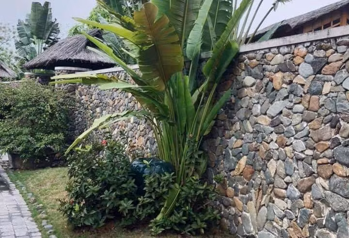 Vo cao tay tri chong ngoai tinh
