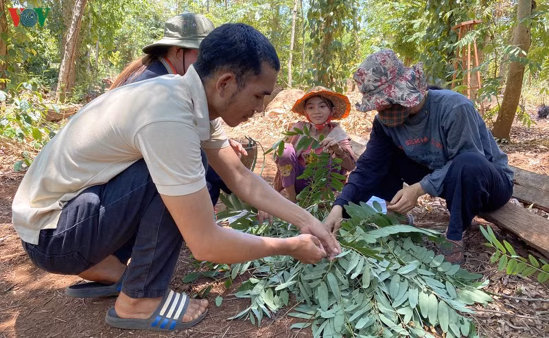 Anh Y Nhật Niê, xã Ea H'đing, huyện Cư M'gar cho biết: Kết thúc những đợt tưới cà phê, cây cối đâm chồi nảy lộc, sâu muồng phát triển mạnh. Khi sâu trưởng thành, chúng rời bỏ ngọn cây, xuống tán lá kéo kén. Cả sâu và nhộng đều có thể chế biến món ăn, nhưng ngon nhất vẫn là nhộng sâu (chế biến cả bao kén).