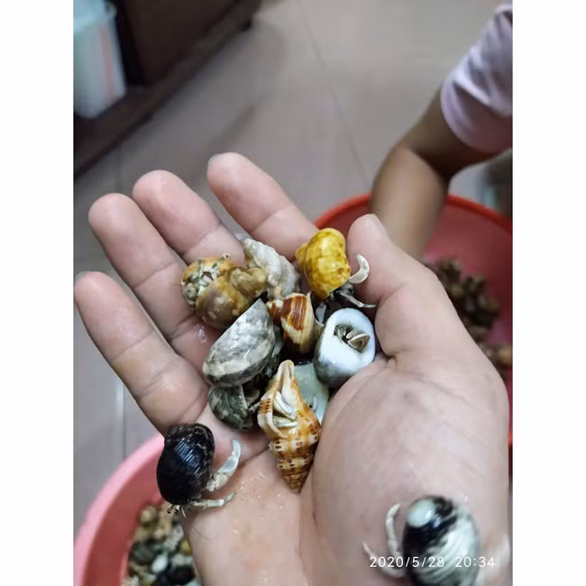 Thứ hải sản không ăn được, 2-3 triệu/con vẫn mua ầm ầm - Hình 4 Thu hai san khong an duoc, 2-3 trieu/con van mua am am-Hinh-4