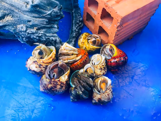 Thứ hải sản không ăn được, 2-3 triệu/con vẫn mua ầm ầm - Hình 3 Thu hai san khong an duoc, 2-3 trieu/con van mua am am-Hinh-3