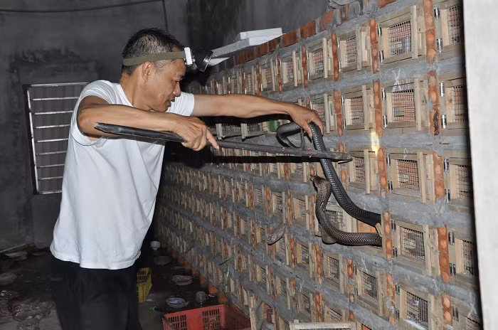 Ngoi lang ty phu nuoi mang xa noi tieng, gio ngap trong dong no