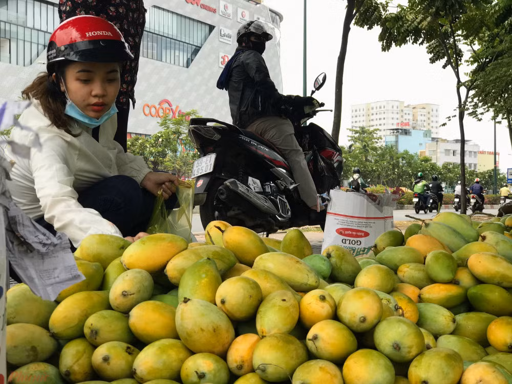 Xoai do dong ban day duong pho, gia chi 10.000 dong/kg-Hinh-3