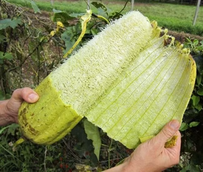 Trước toàn vứt sọt rác, giờ là 'kho tiền' cho nhiều người - Hình 9 Truoc toan vut sot rac, gio la 'kho tien' cho nhieu nguoi-Hinh-9