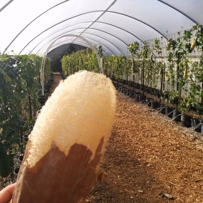 Trước toàn vứt sọt rác, giờ là 'kho tiền' cho nhiều người - Hình 10 Truoc toan vut sot rac, gio la 'kho tien' cho nhieu nguoi-Hinh-10