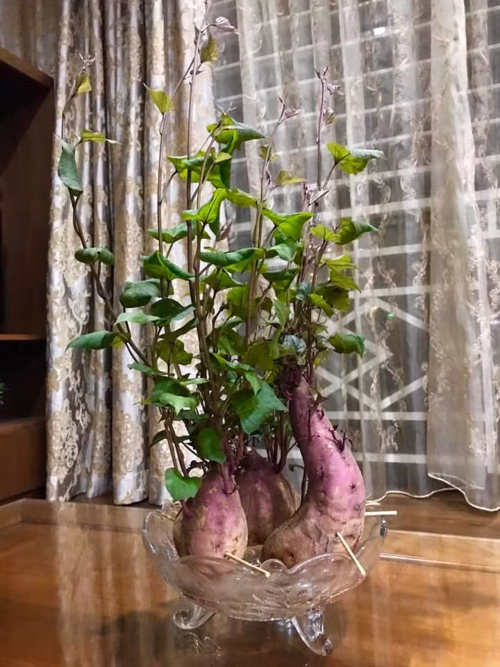 Bien cu khoai lang thanh bonsai, lam dep nha an tuong-Hinh-23