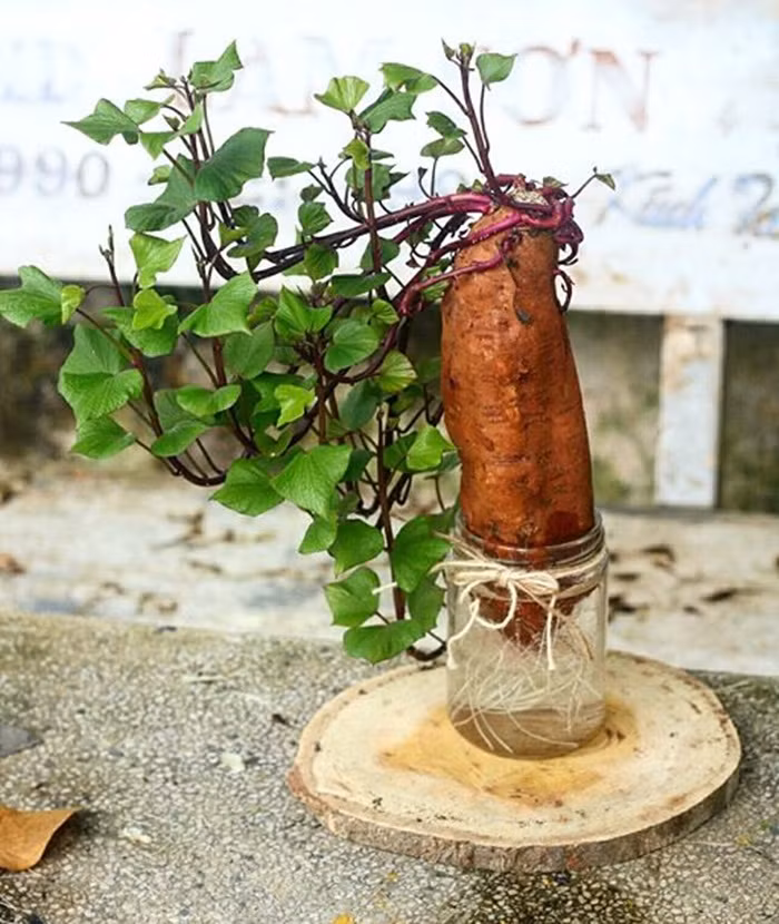 Bien cu khoai lang thanh bonsai, lam dep nha an tuong-Hinh-18