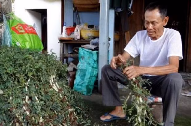 Cay rau dai toan than deo phao trang, ngay nao cung bo tui 1 trieu