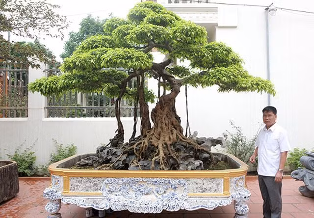 Dan sieu cay trieu do, doi dat, doi nha cung khong the so huu-Hinh-3