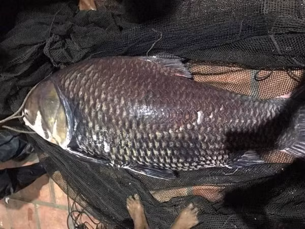 Ca ho khung nang hon 100kg van ban bat chap lenh cam