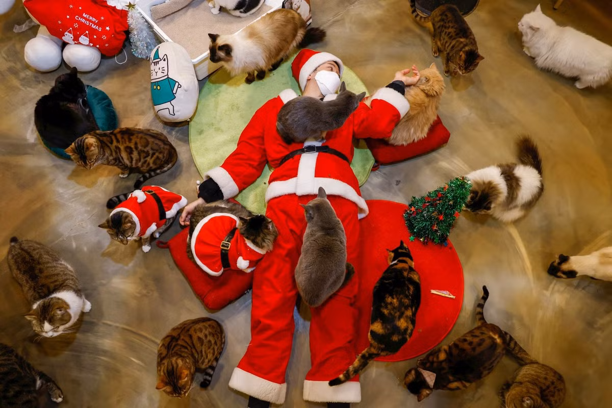 Một thanh niên hóa trang thành ông già Noel đang nằm chơi với những chú mèo trong một cafe thú cưng tại Seoul (Hàn Quốc). Năm nay, hình ảnh những Santa Claus che kín gương mặt bằng khẩu trang thay vì bộ râu trắng dần đi từ lạ lẫm đến quen thuộc.