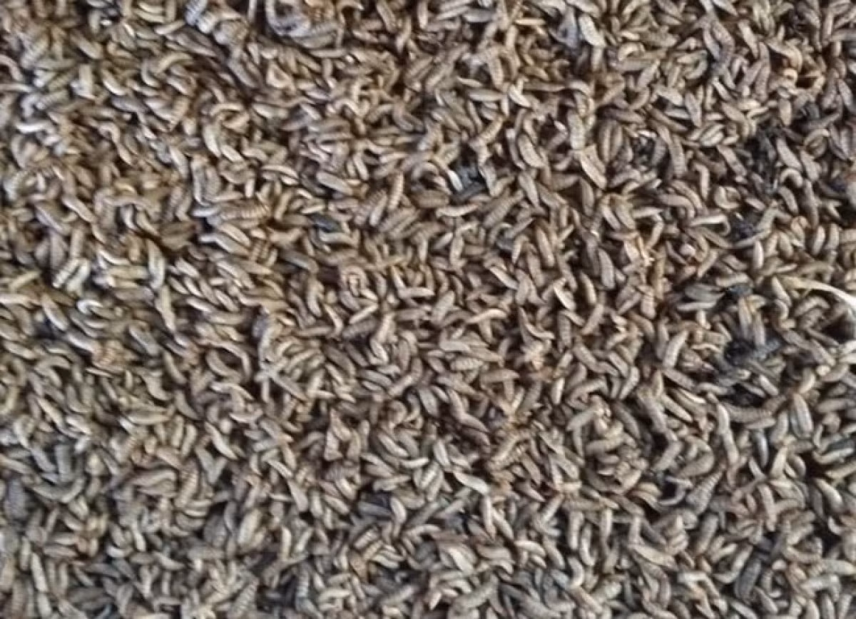 Nuoi nhung con con trung mang lai nguon thu khung khong ngo
