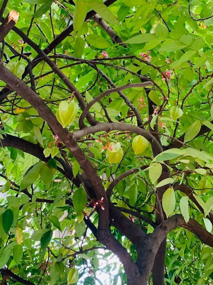 Cây khế sai trĩu quả. 