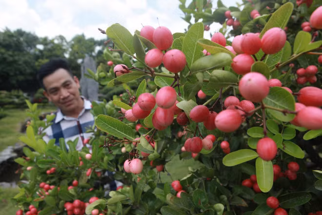 Man nhan dan so ri bonsai nang triu qua-Hinh-2