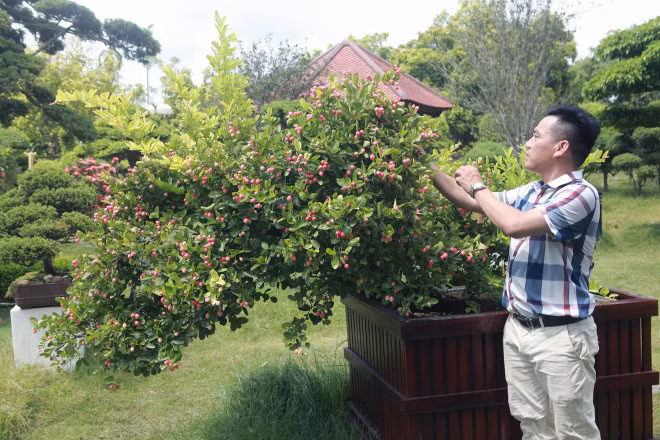 Man nhan dan so ri bonsai nang triu qua