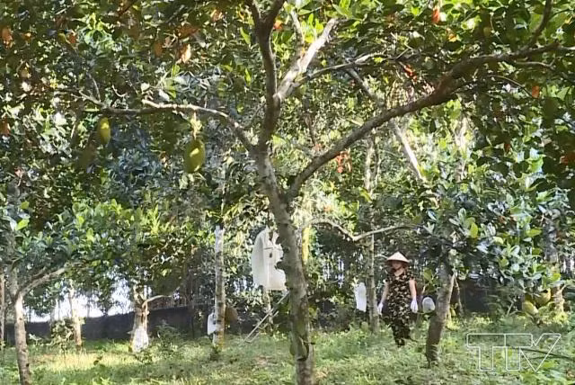 Giong mit la khong lo, moi nam thu loi 300 trieu-Hinh-2